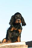 SETTER GORDON 003